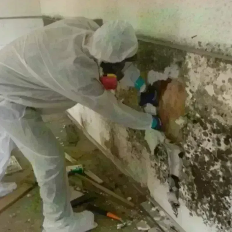 Mold Remediation and Removal in Montgomery County, MO